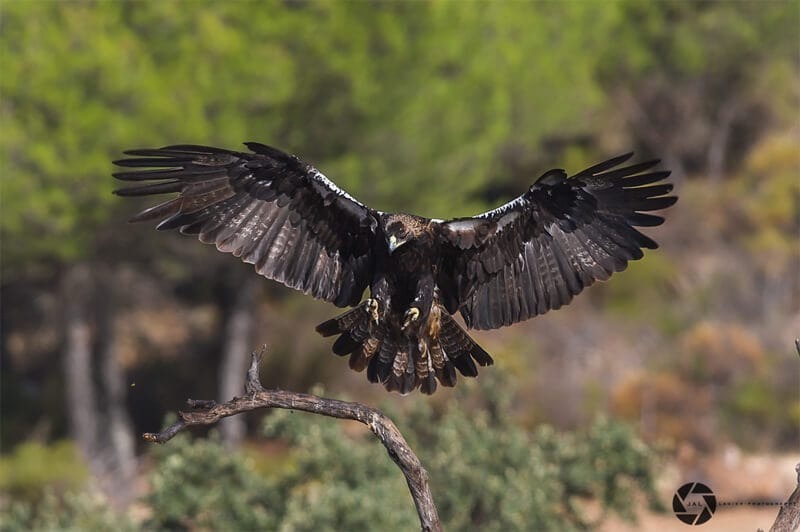 Spanish Imperial Eagle by Jose Antonio Lagier Martin / CC BY from Wikipedia