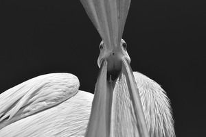 Pelican, Walvis Bay, Namibia - © Marsel van Oosten/tpoty.com
