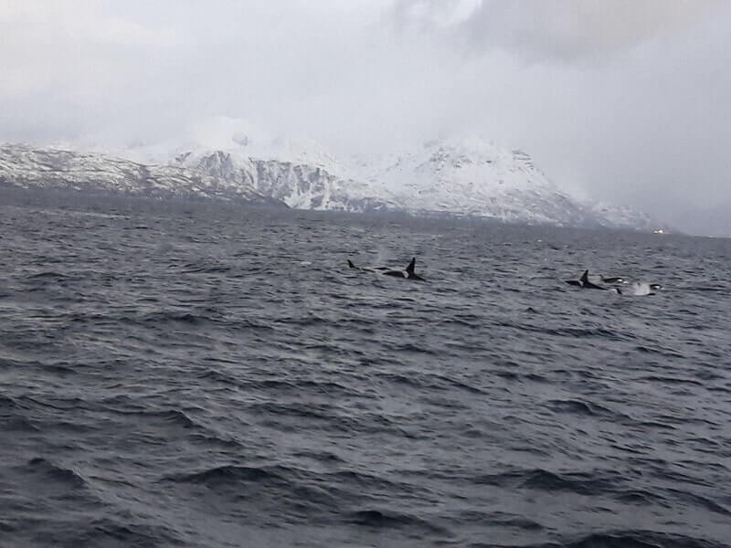 Tromso whales