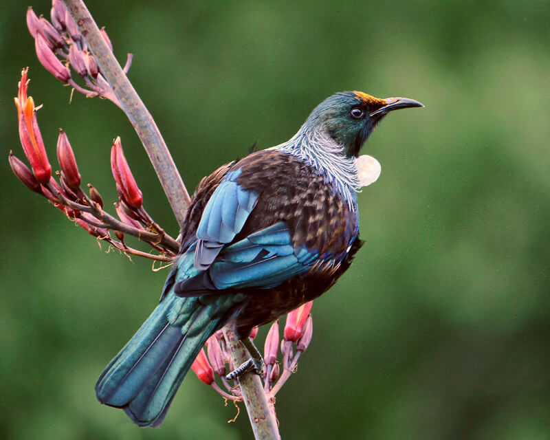 Tui by Sid Mosdell from New Zealand / CC BY