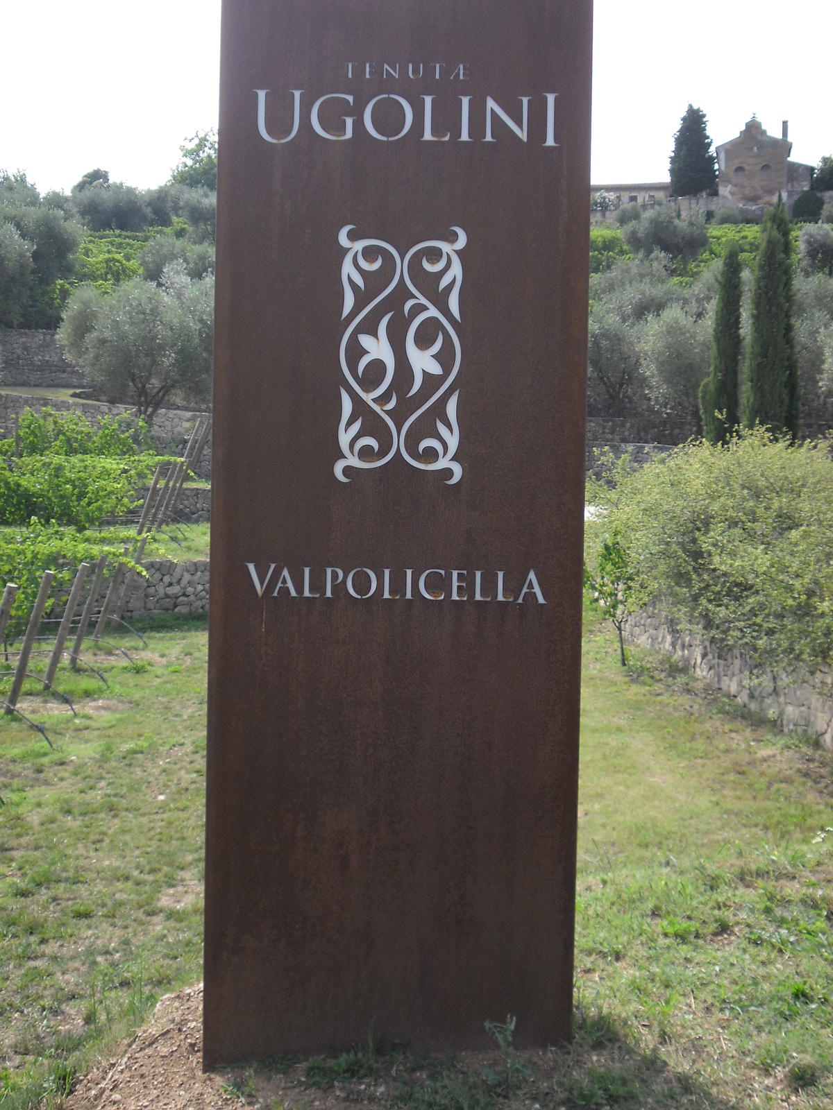Ugolini vineyard for wine tasting