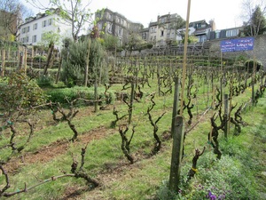 Clos Monmartre - the secret vineyard of Paris