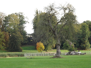 Wiltshire parkland