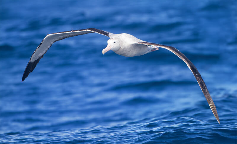 Wandering Albatross by JJ Harrison (https://tiny.jjharrison.com.au/t/fCEqOJC1cJUcolOa) / CC BY-SA from Wikipedia