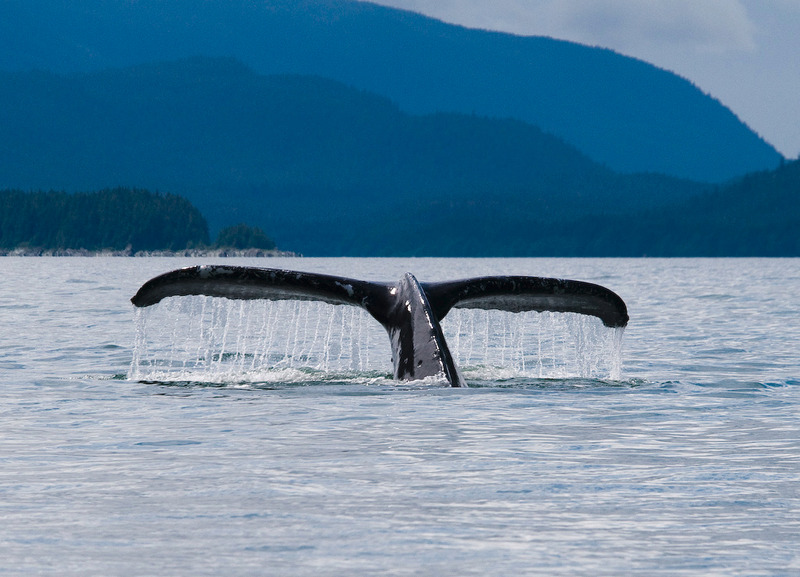 Whale tail near Juneau, Alaska