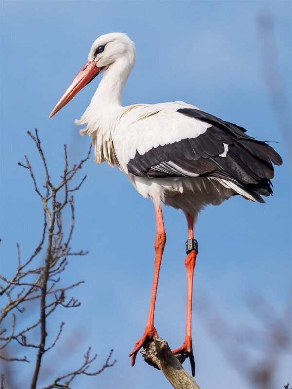 White Stork by Soloneying / CC BY-SA from Wikipedia