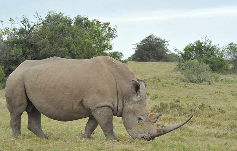 White rhino, Lalibela Wildlife Reserve, South-Africa
