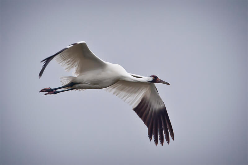 Whooping Crane by U.S. Department of Agriculture / Public Domain