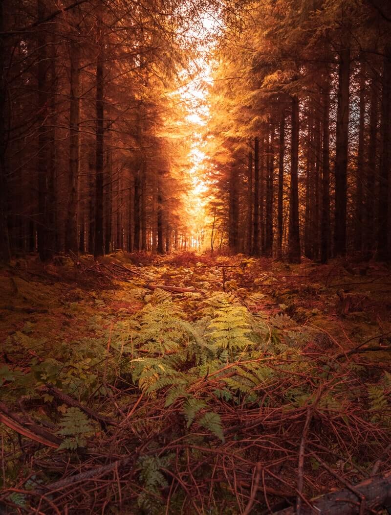 Wakeham Forest, North Yorkshire by Steph Downing