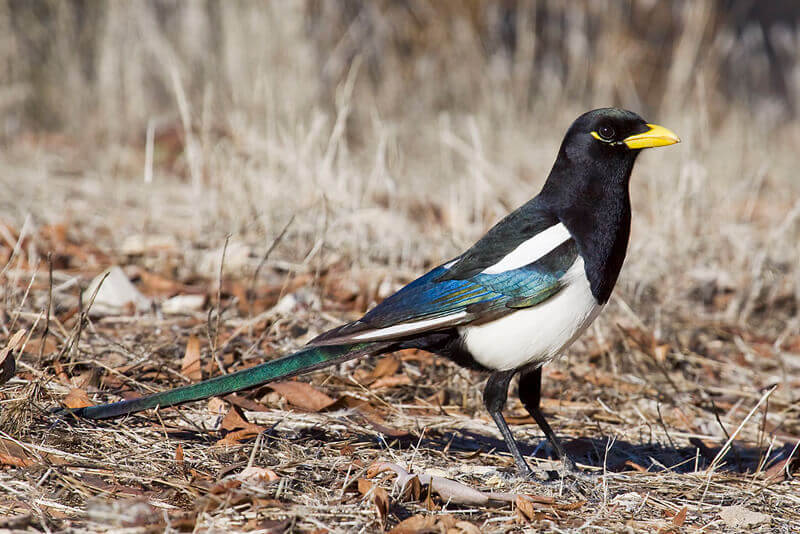 Yellow-billed magpie by Bill Bouton / CC BY-SA