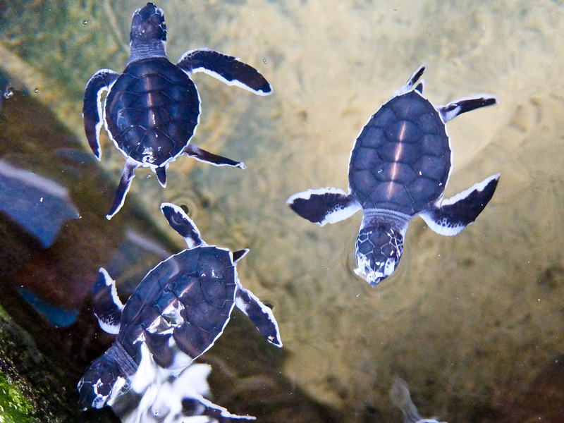 Young turtles