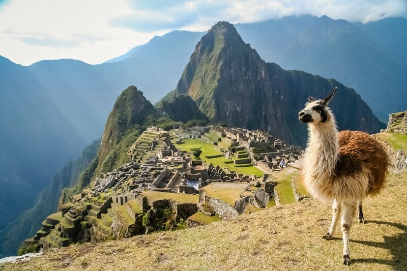 Alpaca at Machu Picchu, Peru