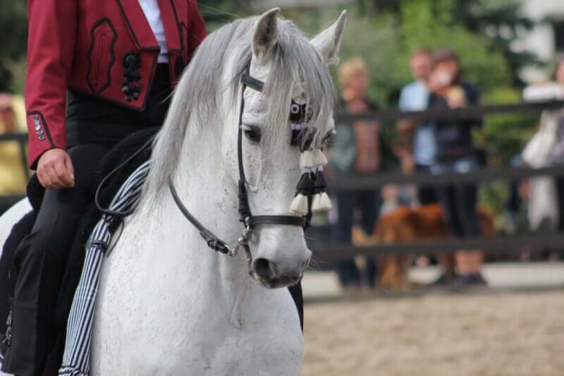 Andalusian horse dancing