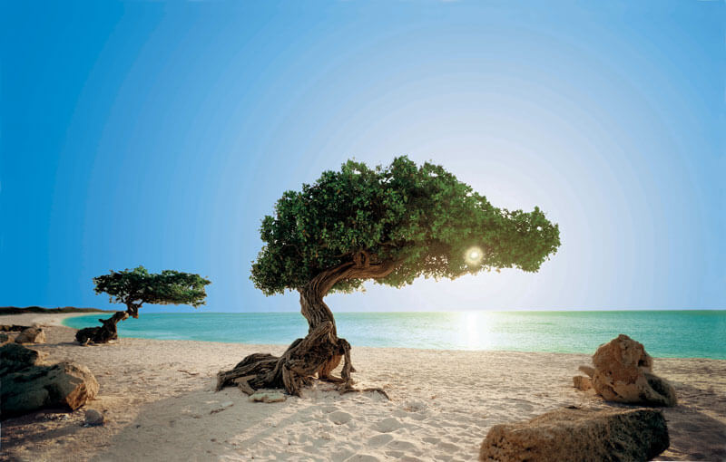 Divi Tree, Aruba