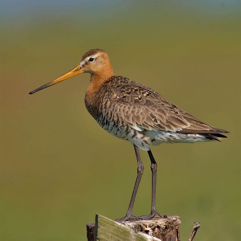 Black-tailed godwit by Andreas Trepte / CC BY-SA Wikimedia Commons
