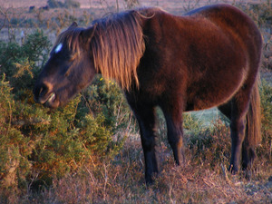 New Forest pony - by R J Higginson via Wikimedia Commons