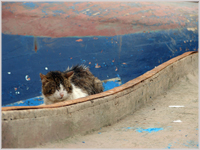 Taking a cat on a boat
