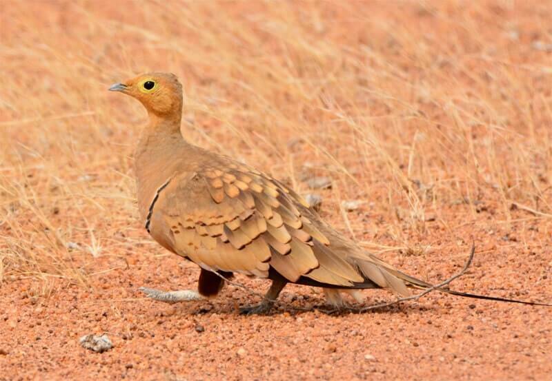 Chessnut-bellied Sandgrouse by Arun Thangaraj / CC BY-SA from Wikipedia