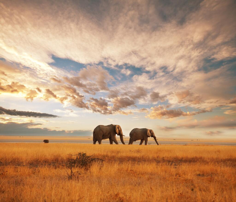 African elephant - photo credit: Abbercrombie & Kent