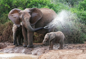 Elephants Addo National Park, Eastern Cape