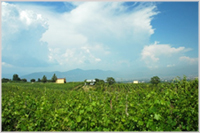 The Sorrentino winery