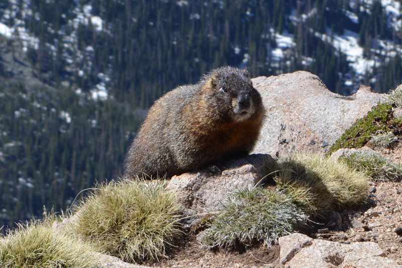 Marmot on The Trail Ridge Road