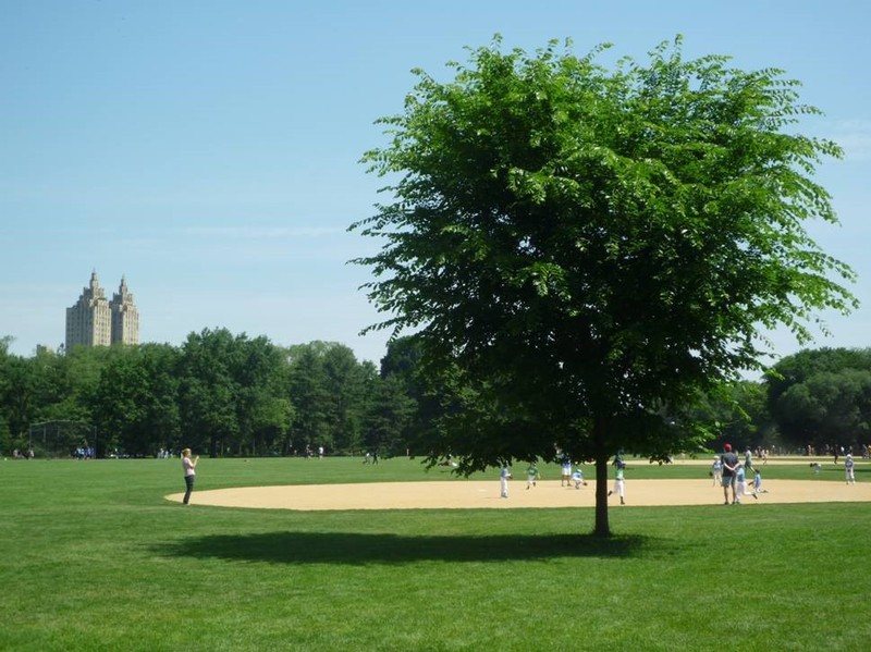 Great lawn in Central Park New York