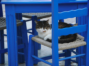 Greek taverna cat