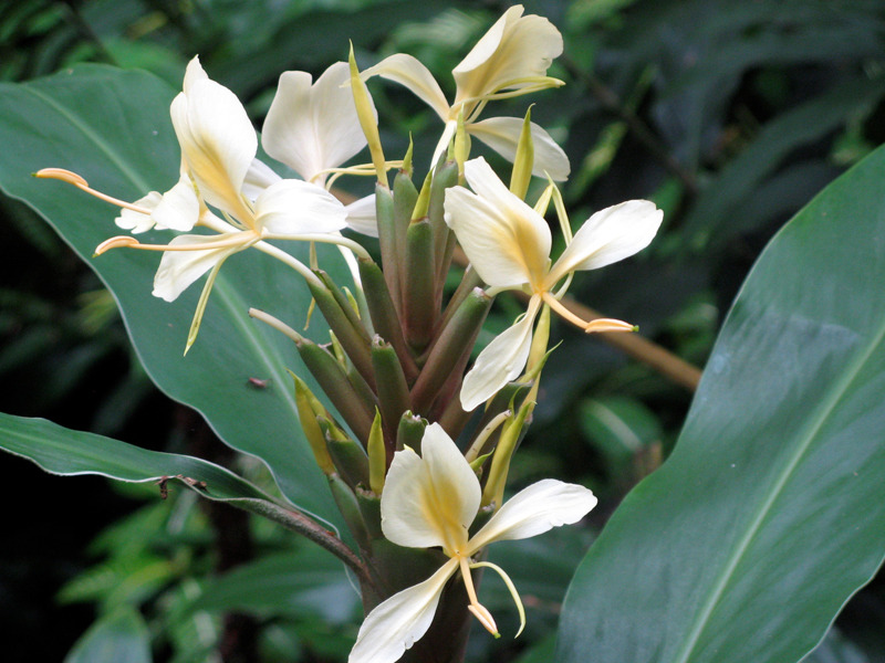 Yellow Ginger - Hedychium Flavescens