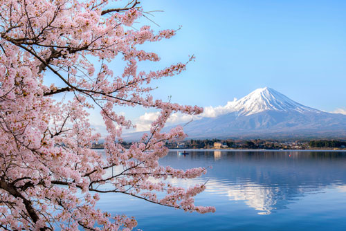 iStock-1060517676---Mount-fuji-at-Lake-kawaguchiko-with-cherry-blossom-in-Yamanashi-near-Tokyo,-Japan---WEB