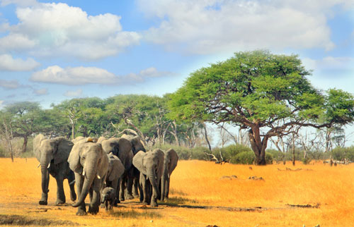 iStock-623911318---Hwange-National-Park,-Zimbabwe,-Southern-Africa---WEB