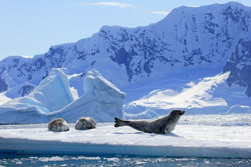 iStock-825549950---Crabeater-seals-on-ice-floe,-Antarctic-Peninsula---WEB