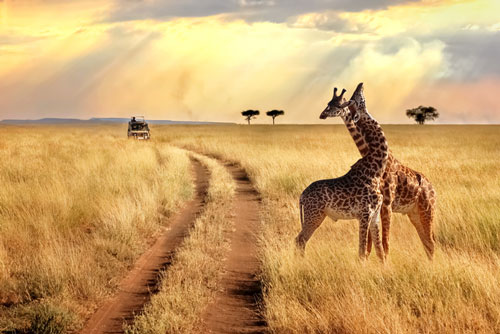 iStock-906210770---Serengeti-National-Park---WEB