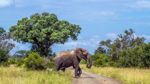 iStock-954660554---African-bush-elephant-in-Kruger-National-park,-South-Africa---WEB