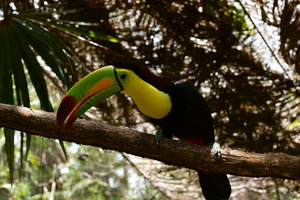 The Toucan - Belize's national bird