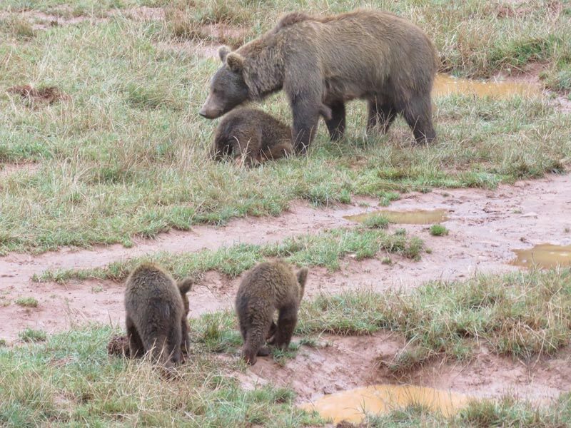 Brown bears and cubs at Parque de la Naturaleza Cabarceno Santander