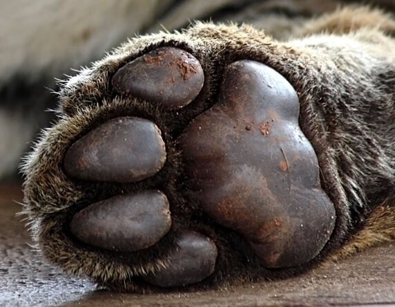 A tiger's paw - look at the two humps at the front of the paw pad - classic of a feline (courtesy Stifos)
