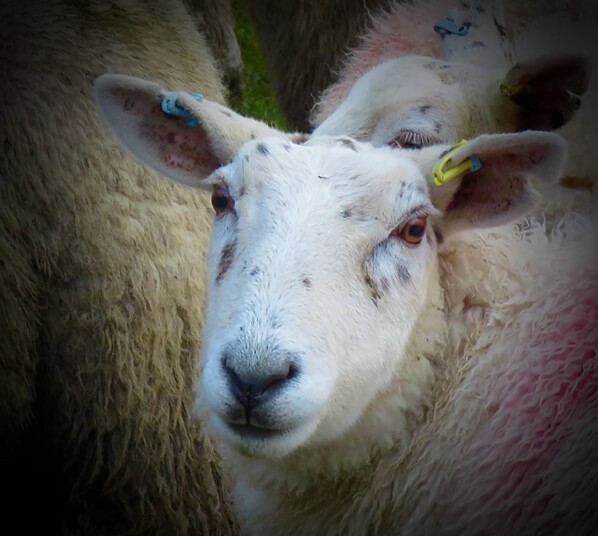 The Herdwicks just stare at me