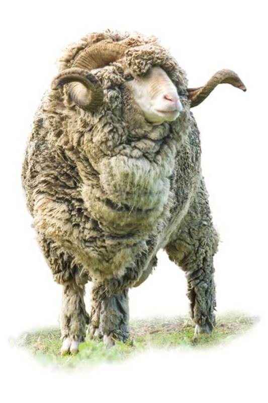 Merino ram ready for shearing (courtesy PaintedLens)