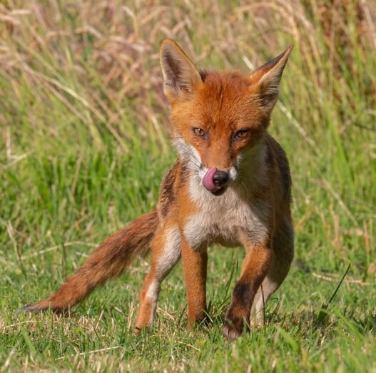 The fox was happy to see me (courtesy Jane Moore)