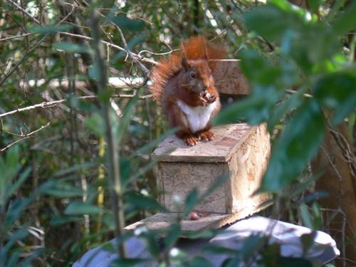 Red squirrel - Abbey Gardens
