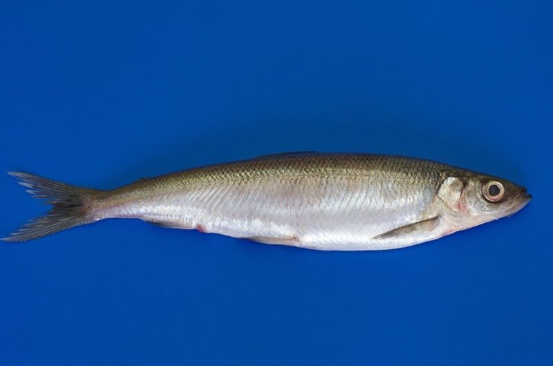 The vendace, one of UK's rarest freshwater fish