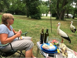 Feeding the storks at Les Vosges in France