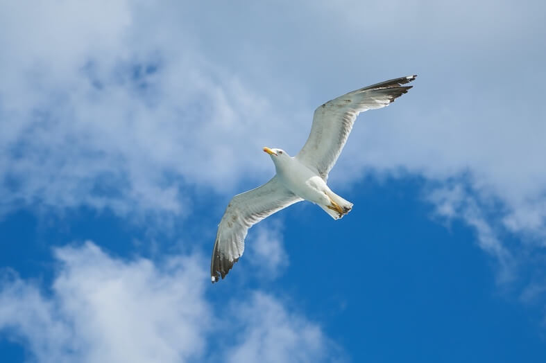 Seagulls circled overhead and adored my chips (Photo by Engin Akyurt from Pexels)