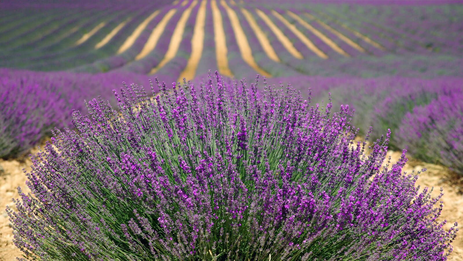 Lavender therapy