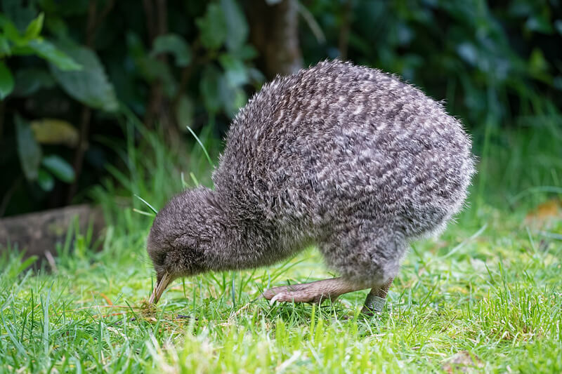 Little spotted kiwi by Judi Lapsley Miller / CC BY
