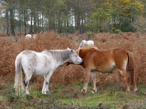 New Forest ponies © Jim Champion