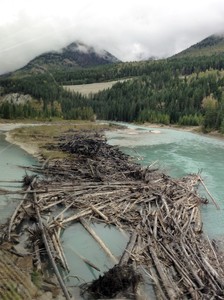 Timber stacked along river bank
