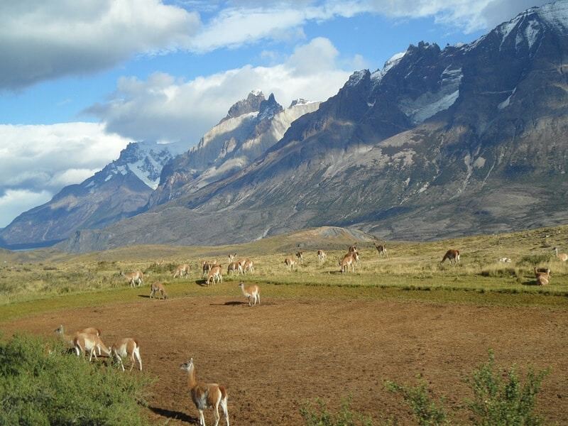 Alpacas in Patagonia