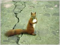 Red Squirrel, Warsaw